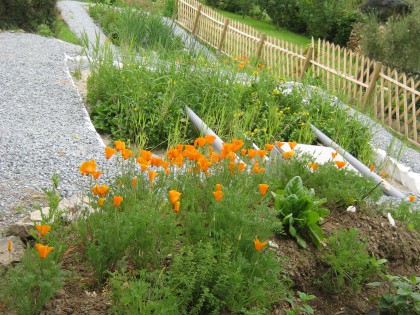 Visite d’un jardin d’assainissement à Neuillé-Pont-Pierre pour une maison de 5 pièces principales